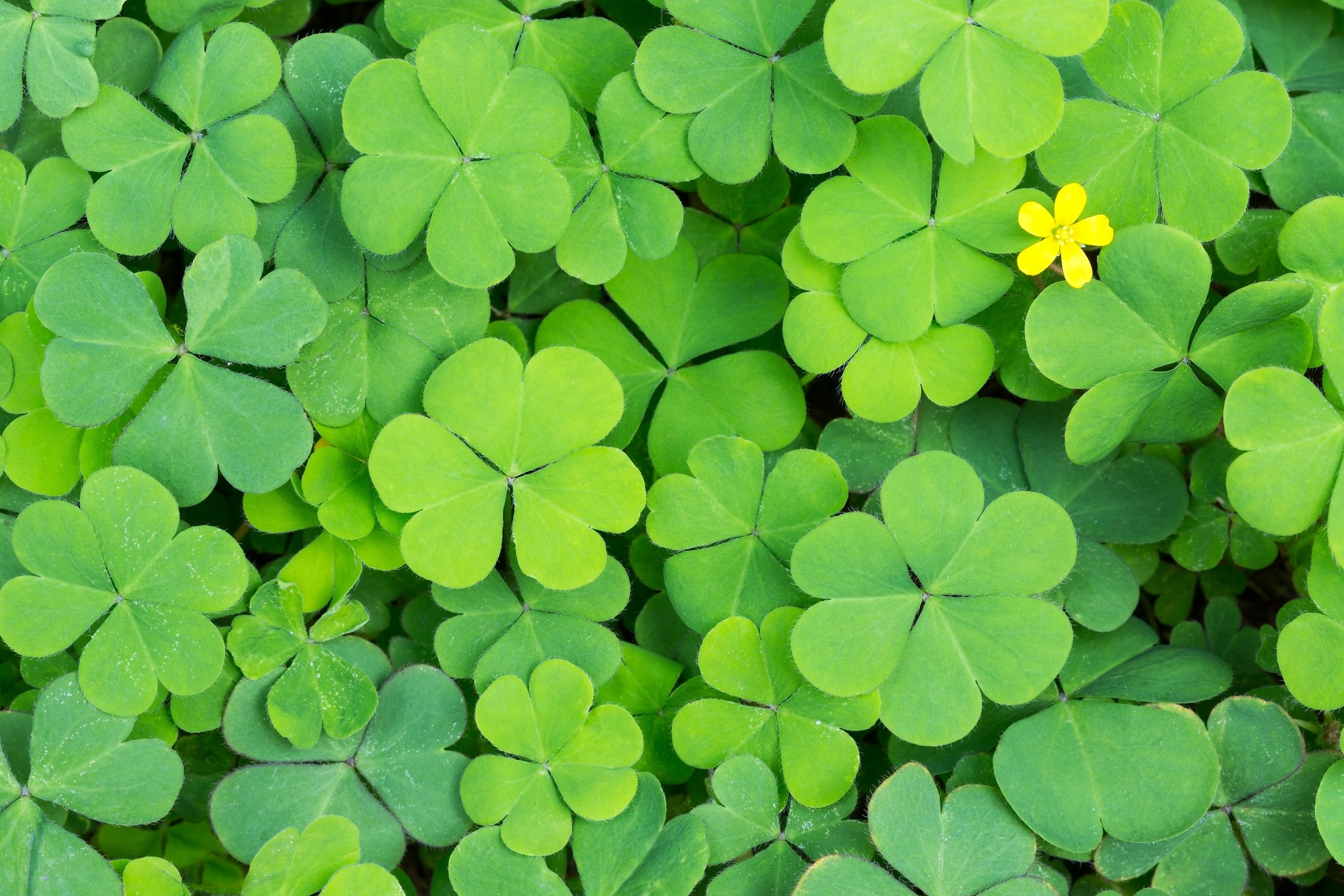 Clovers