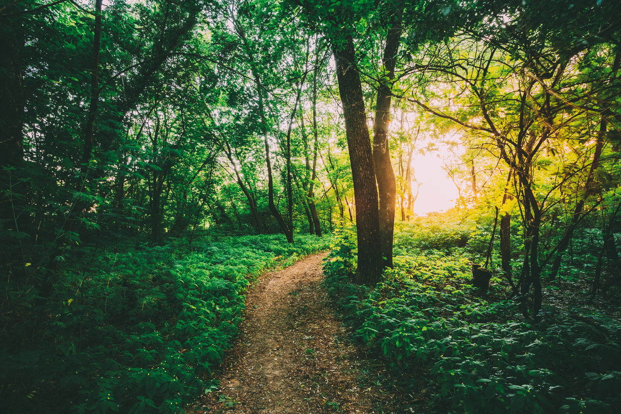 nature university experience